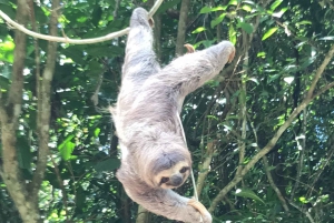 Quepos : Visite guidée du parc national Manuel Antonio