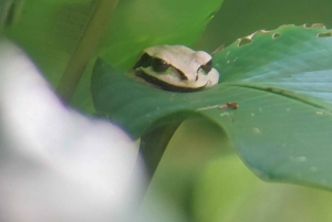 Quepos : Visite guidée du parc national Manuel Antonio