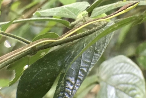 Quepos : Visite guidée du parc national Manuel Antonio