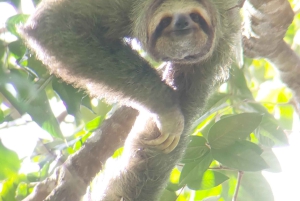 Quepos : Visite guidée du parc national Manuel Antonio