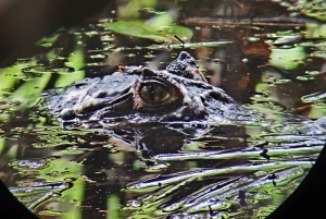 Quepos : Visite guidée du parc national Manuel Antonio