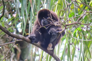 Quepos : Visite guidée du parc national Manuel Antonio