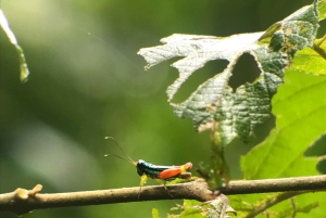 Quepos : Visite guidée du parc national Manuel Antonio