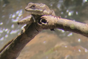 Quepos : Visite guidée du parc national Manuel Antonio