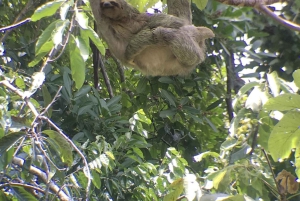 Quepos : Visite guidée du parc national Manuel Antonio