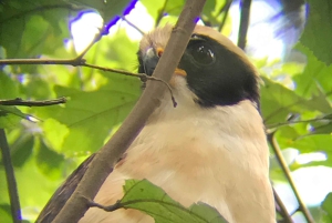 Quepos : Visite guidée du parc national Manuel Antonio