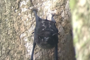 Quepos : Visite guidée du parc national Manuel Antonio