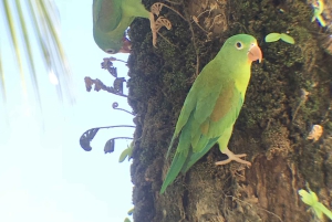 Quepos : Visite guidée du parc national Manuel Antonio