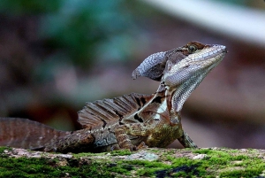 Quepos : Visite guidée du parc national Manuel Antonio