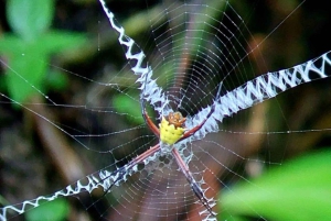 Quepos : Visite guidée du parc national Manuel Antonio