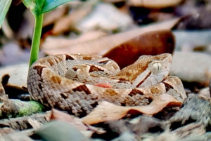 Quepos : Visite guidée du parc national Manuel Antonio