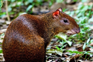 Quepos : Visite guidée du parc national Manuel Antonio