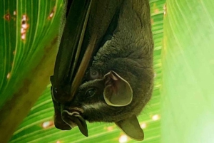 Quepos : Visite guidée du parc national Manuel Antonio