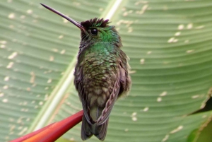 Quepos : Visite guidée du parc national Manuel Antonio