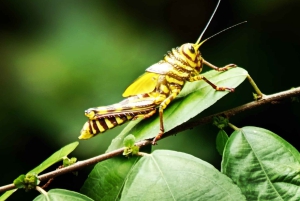 Quepos : Visite guidée du parc national Manuel Antonio