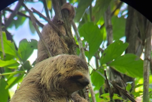 Quepos : Visite guidée du parc national Manuel Antonio