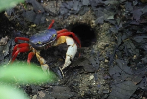 Quepos : Visite guidée du parc national Manuel Antonio