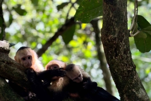 Quepos : Visite guidée du parc national Manuel Antonio