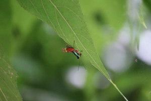 Quepos : Visite guidée du parc national Manuel Antonio