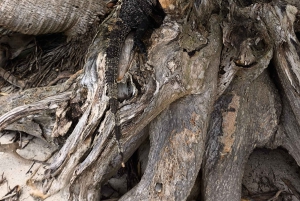 Quepos : Visite guidée du parc national Manuel Antonio
