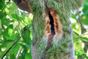 Quepos : Visite guidée du parc national Manuel Antonio