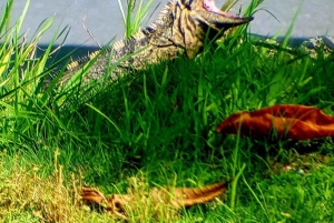 Quepos : Visite guidée du parc national Manuel Antonio