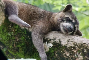 Quepos : Visite guidée du parc national Manuel Antonio