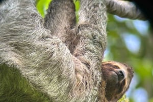 Vandring i Manuel Antonio nationalpark