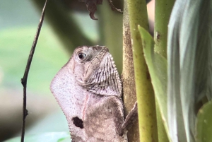 Vandring i Manuel Antonio nationalpark