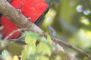 Vandring i Manuel Antonio nationalpark