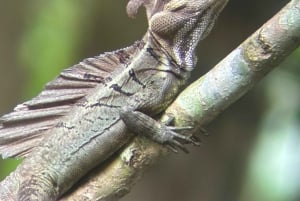 Vandring i Manuel Antonio nationalpark