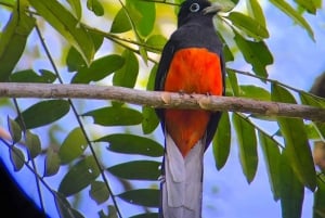 Vandring i Manuel Antonio nationalpark