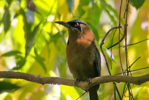 Vandring i Manuel Antonio nationalpark