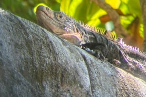 Vandring i Manuel Antonio nationalpark