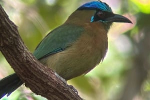 Vandring i Manuel Antonio nationalpark