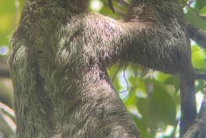 Vandring i Manuel Antonio nationalpark