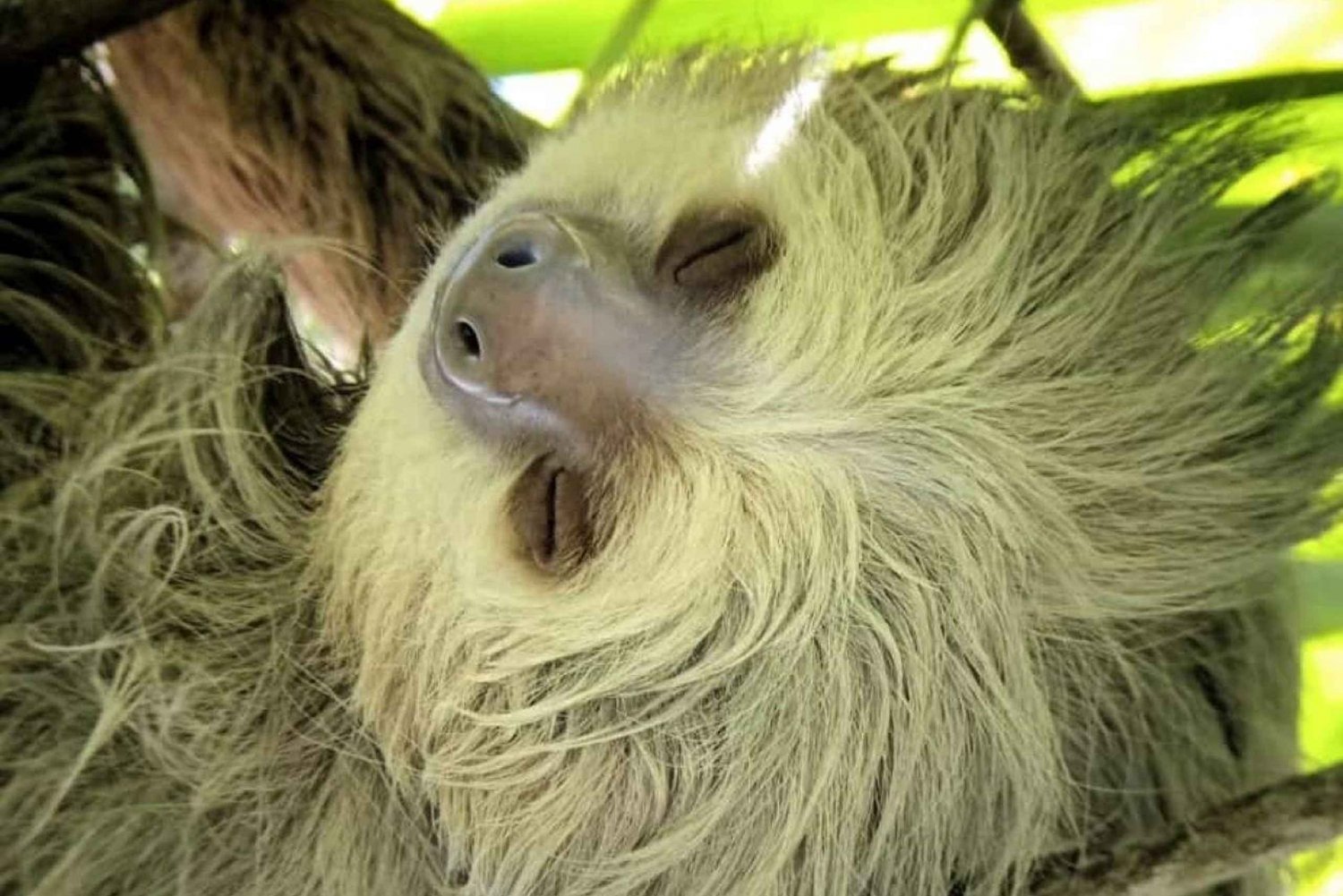 Quepos: Visita guiada por la naturaleza del Parque Manuel Antonio