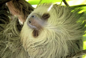 Quepos : Visite guidée dans la nature du parc Manuel Antonio