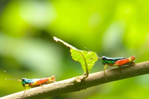 Quepos : Visite guidée dans la nature du parc Manuel Antonio