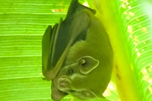 Quepos : Visite guidée dans la nature du parc Manuel Antonio