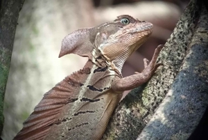 Quepos : Visite guidée dans la nature du parc Manuel Antonio