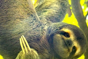 Quepos : Visite guidée dans la nature du parc Manuel Antonio