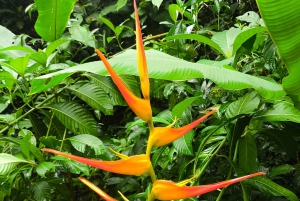 Quepos : Visite guidée dans la nature du parc Manuel Antonio