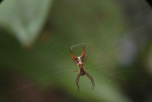 Quepos : Visite guidée dans la nature du parc Manuel Antonio