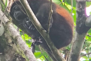 Quepos : Visite guidée dans la nature du parc Manuel Antonio
