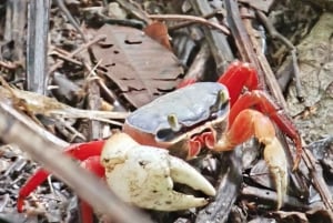 Quepos : Visite guidée dans la nature du parc Manuel Antonio