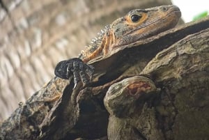 Quepos : Visite guidée dans la nature du parc Manuel Antonio
