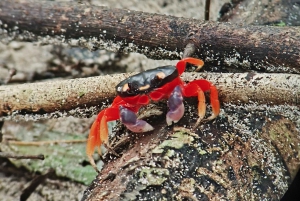 Quepos : Visite guidée dans la nature du parc Manuel Antonio