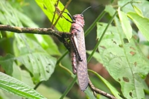 Quepos : Visite guidée dans la nature du parc Manuel Antonio