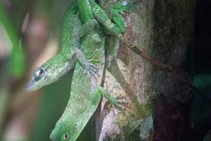 Quepos : Visite guidée dans la nature du parc Manuel Antonio